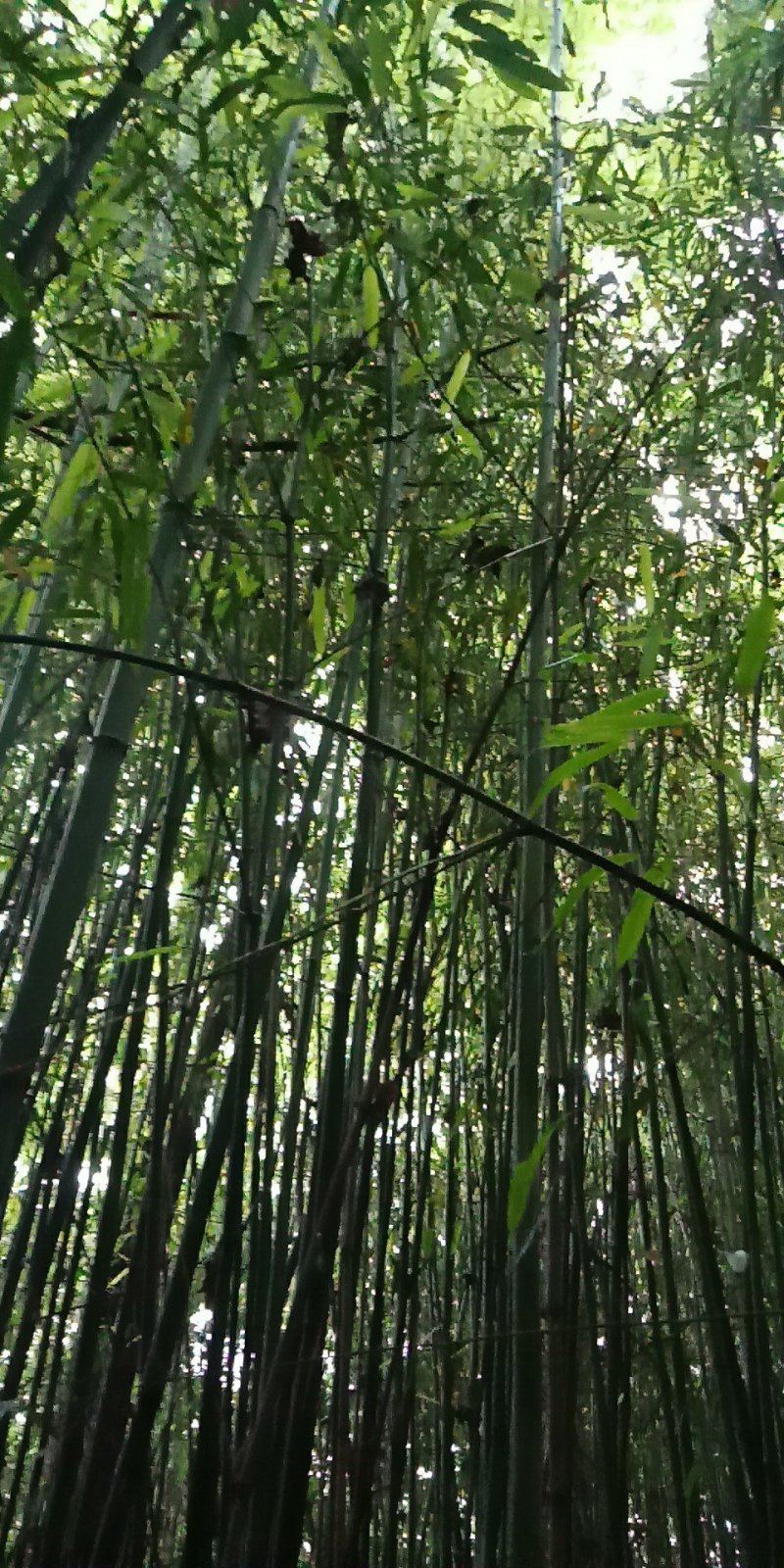 野生小竹子。没有最好，只有更好，现砍现卖！
