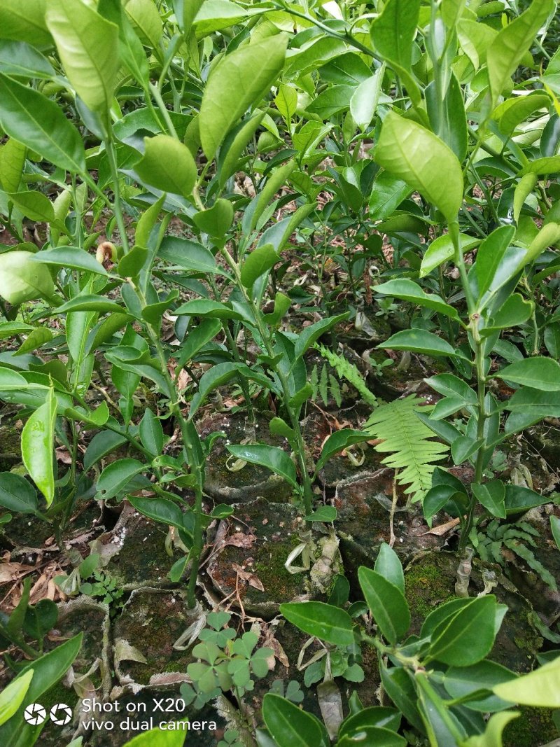 柑橘苗《不知火丑柑苗》杯苗，免费提供技术