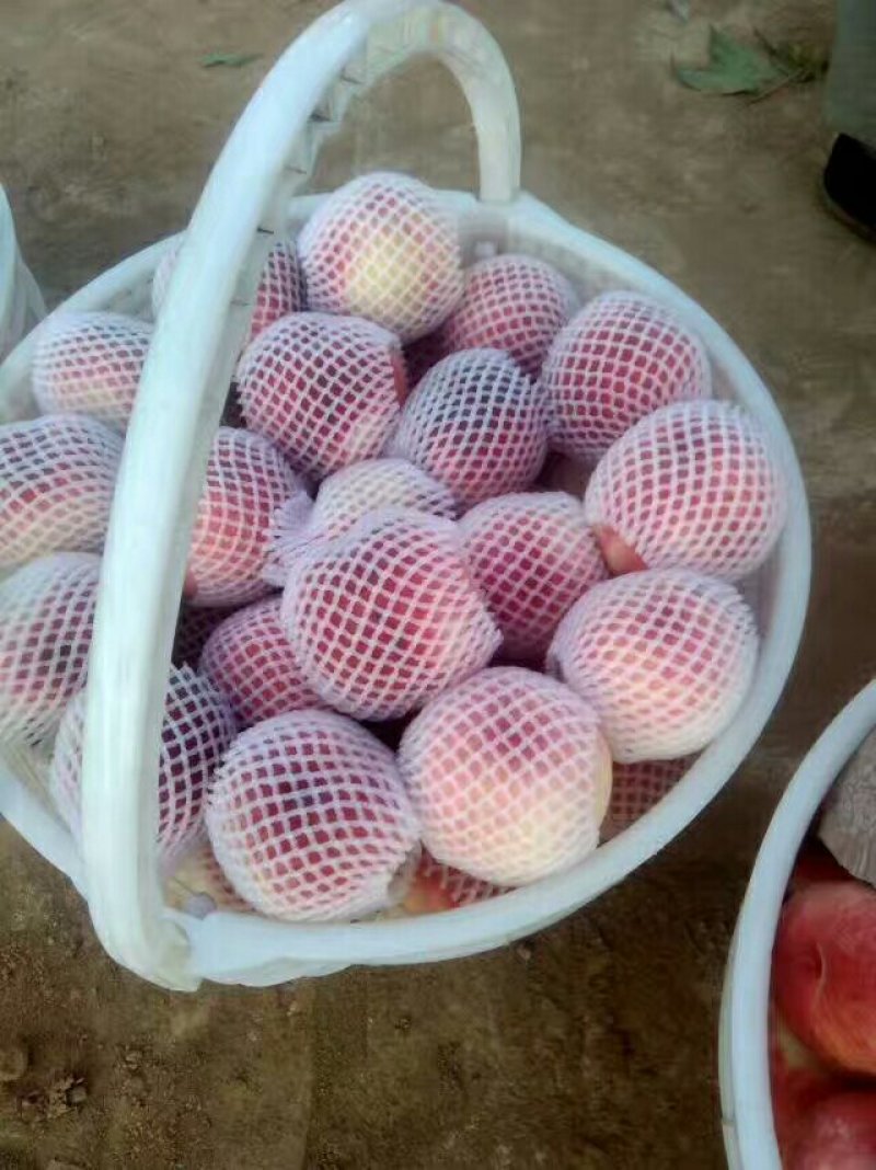 红不软桃子个大色好，脆甜