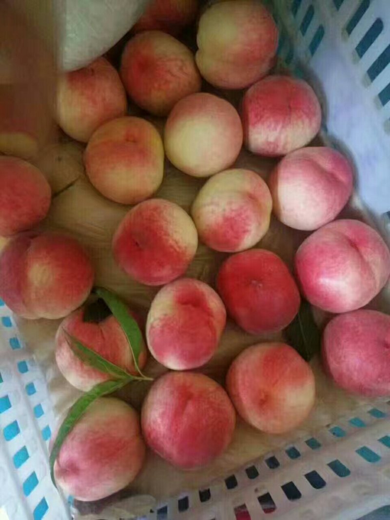 红不软桃子个大色好，脆甜