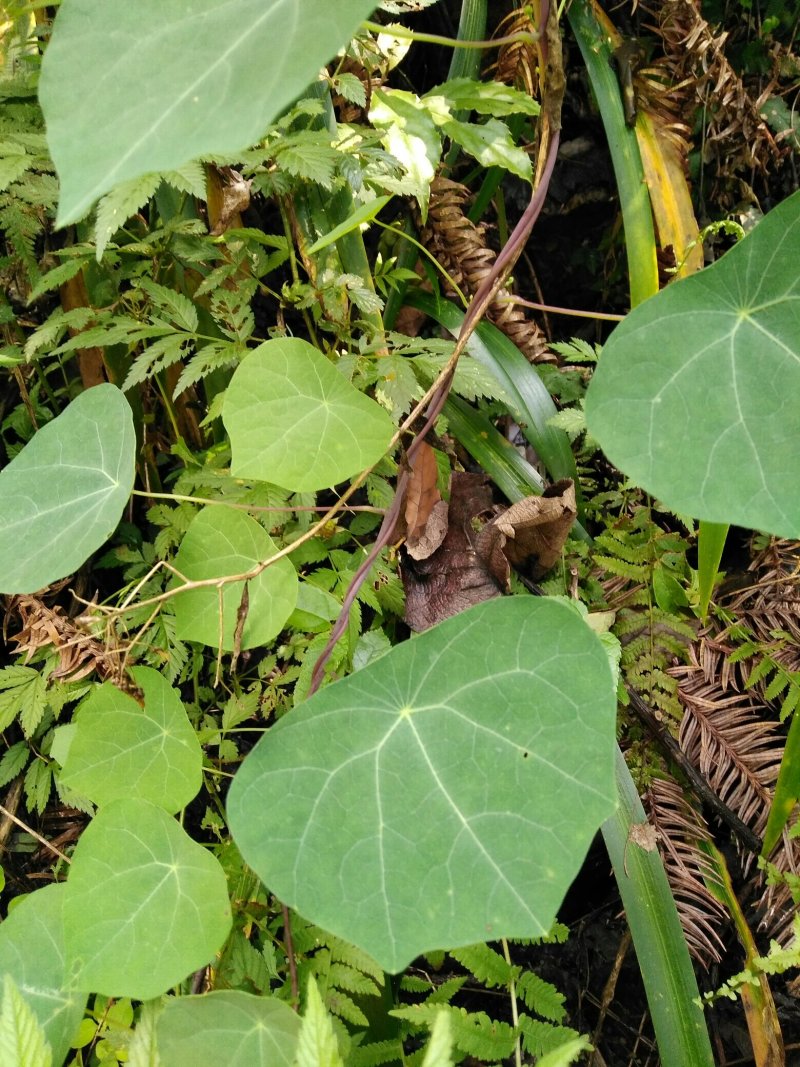 各种纯野生下山货中药材