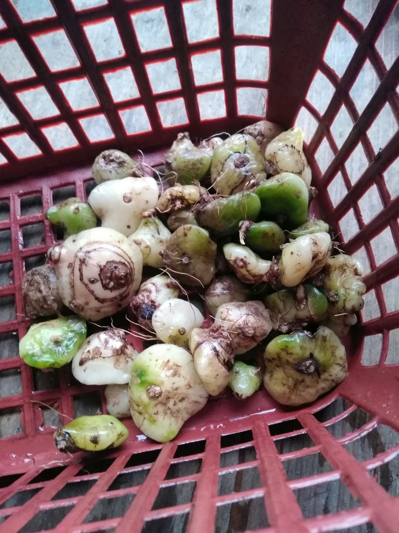 各种纯野生下山货中药材