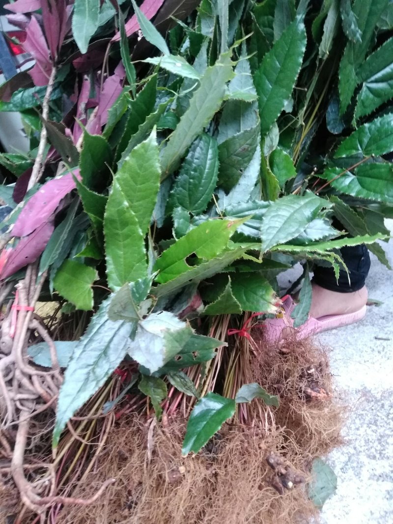 各种纯野生下山货中药材