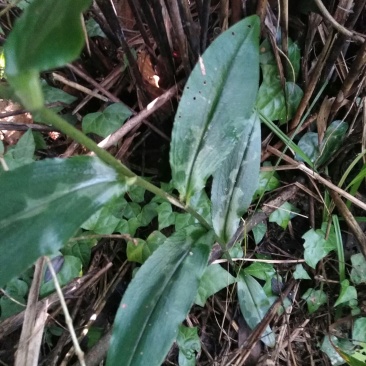 各种纯野生下山货中药材