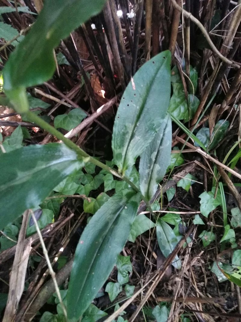 各种纯野生下山货中药材