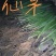 各种纯野生下山货中药材