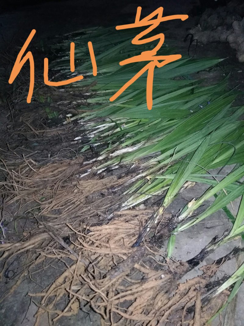 各种纯野生下山货中药材