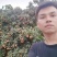 禾荔荔枝六月红荔枝红花专业代办电商代发原产地直供