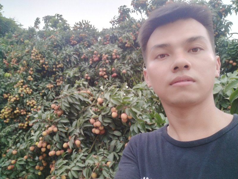 禾荔荔枝六月红荔枝红花专业代办电商代发原产地直供