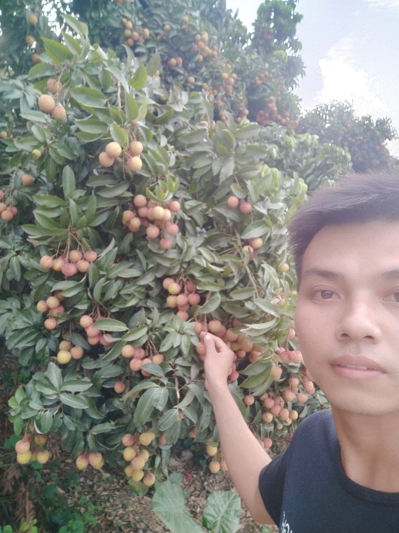 禾荔荔枝六月红荔枝红花专业代办电商代发原产地直供