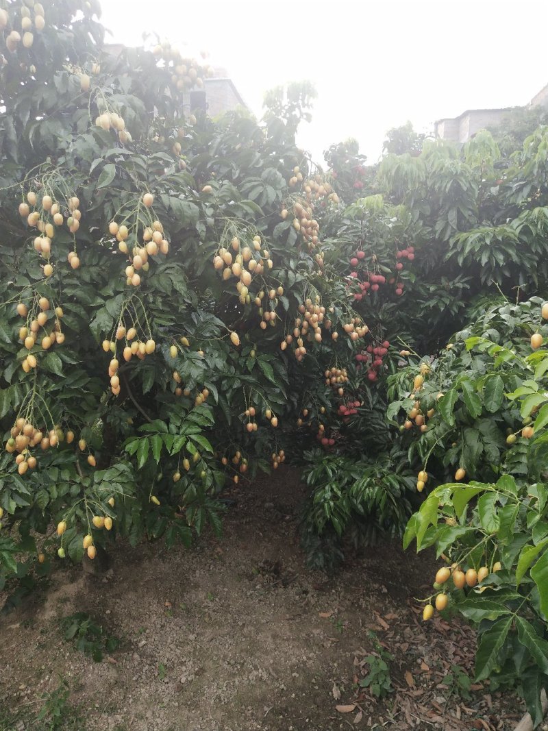 鸡心黄皮果贵妃黑金黄皮工厂统果