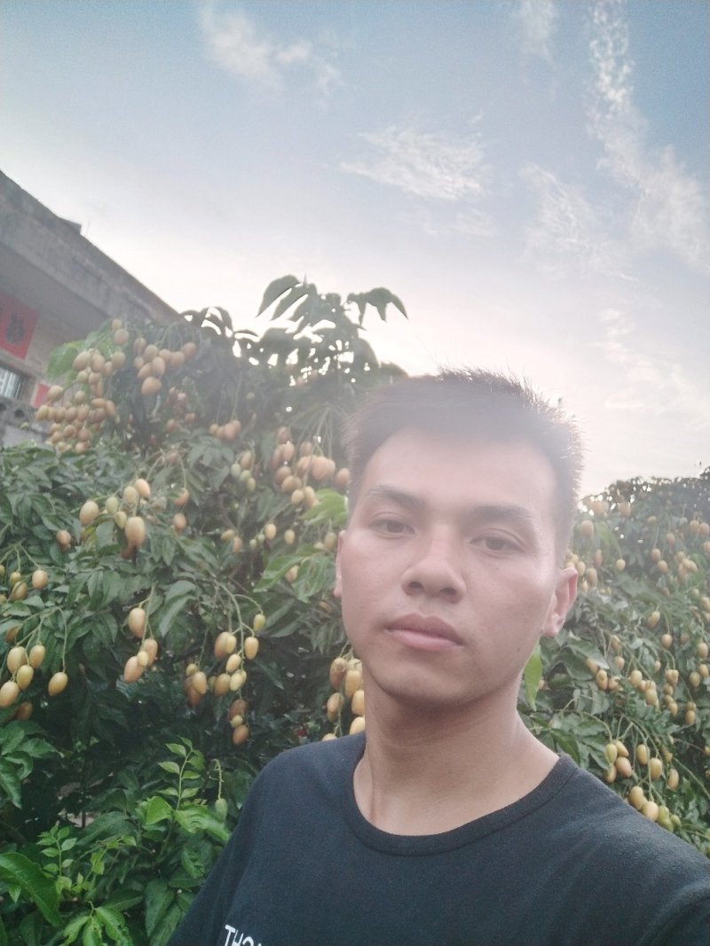 鸡心黄皮果贵妃黑金黄皮工厂统果
