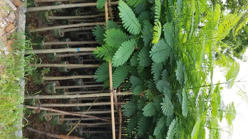 凤凰木（广东普宁凤凰木供应商）（广东普宁凤凰木批发商）