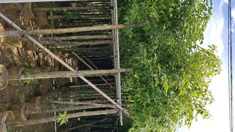 香樟（广东普宁香樟树供应商）（广东普宁香樟树批发商）