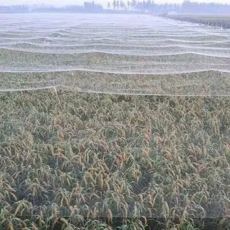涤纶苹果梨园樱桃葡尼龙防鸟网鱼塘养殖青蛙天网轮胎线防鸟网