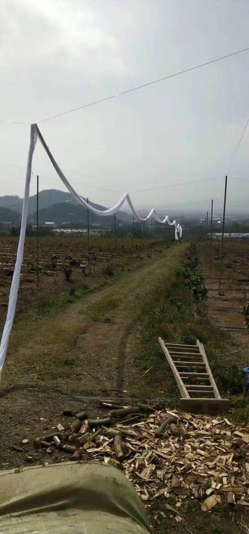 涤纶苹果梨园樱桃葡尼龙防鸟网鱼塘养殖青蛙天网轮胎线防鸟网