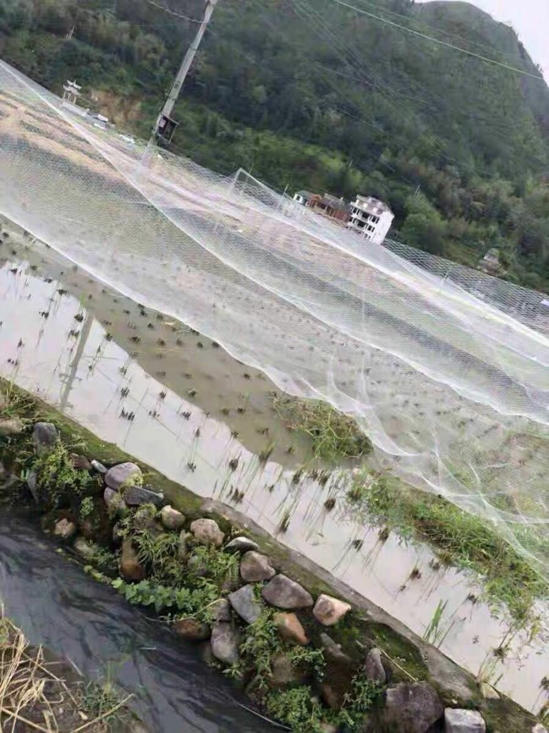 葡萄尼龙防鸟网批发梨苹果园鱼塘养殖青蛙天网鱼塘养殖防鸟网