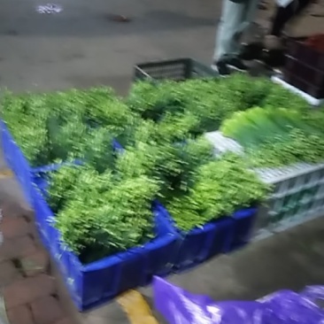 韭菜花
