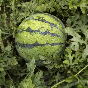 甜王头茬西瓜大量上市，河北石家庄正定点籽直播，又沙又甜