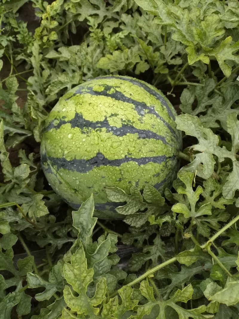 甜王头茬西瓜大量上市，河北石家庄正定点籽直播，又沙又甜