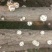 椴木香菇[花菇、厚菇、薄菇]木头香菇