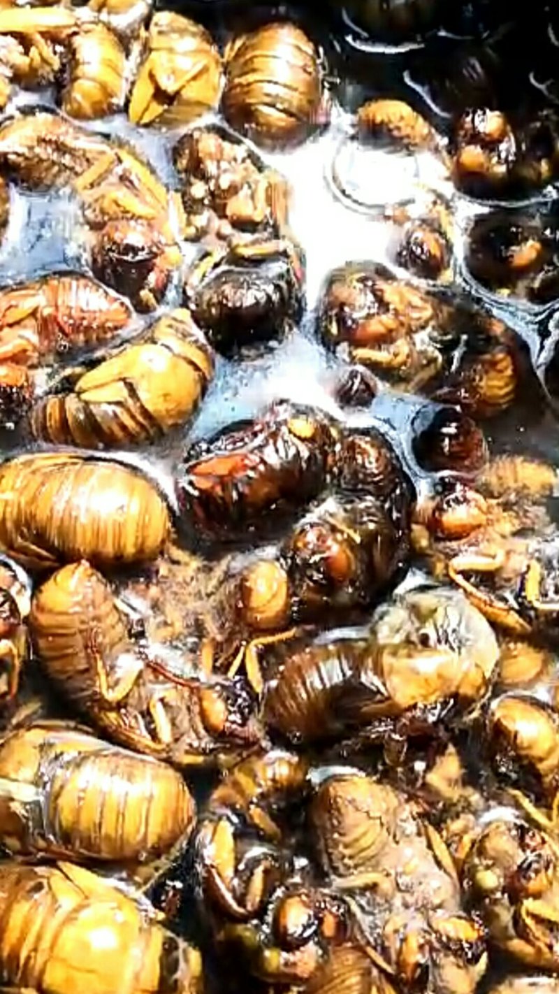 金蝉、红蝉是昆虫类的一种动物