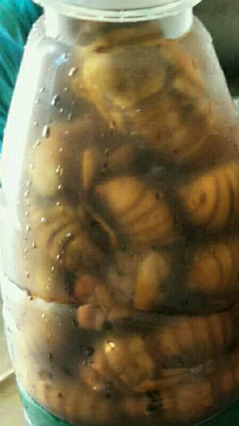 金蝉、红蝉是昆虫类的一种动物