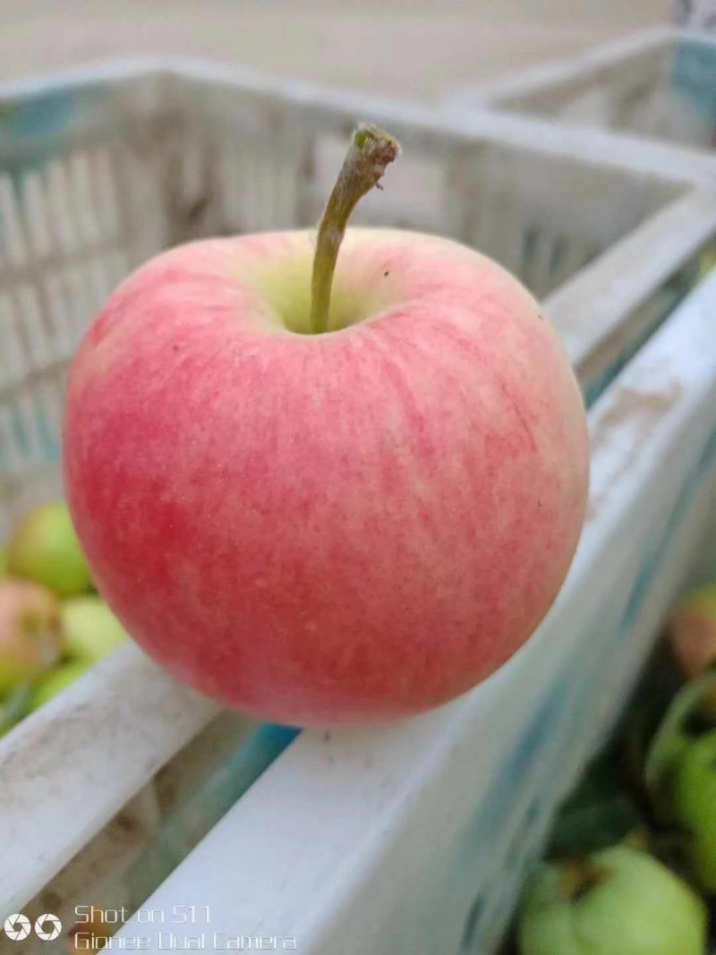 早熟苹果大量上市