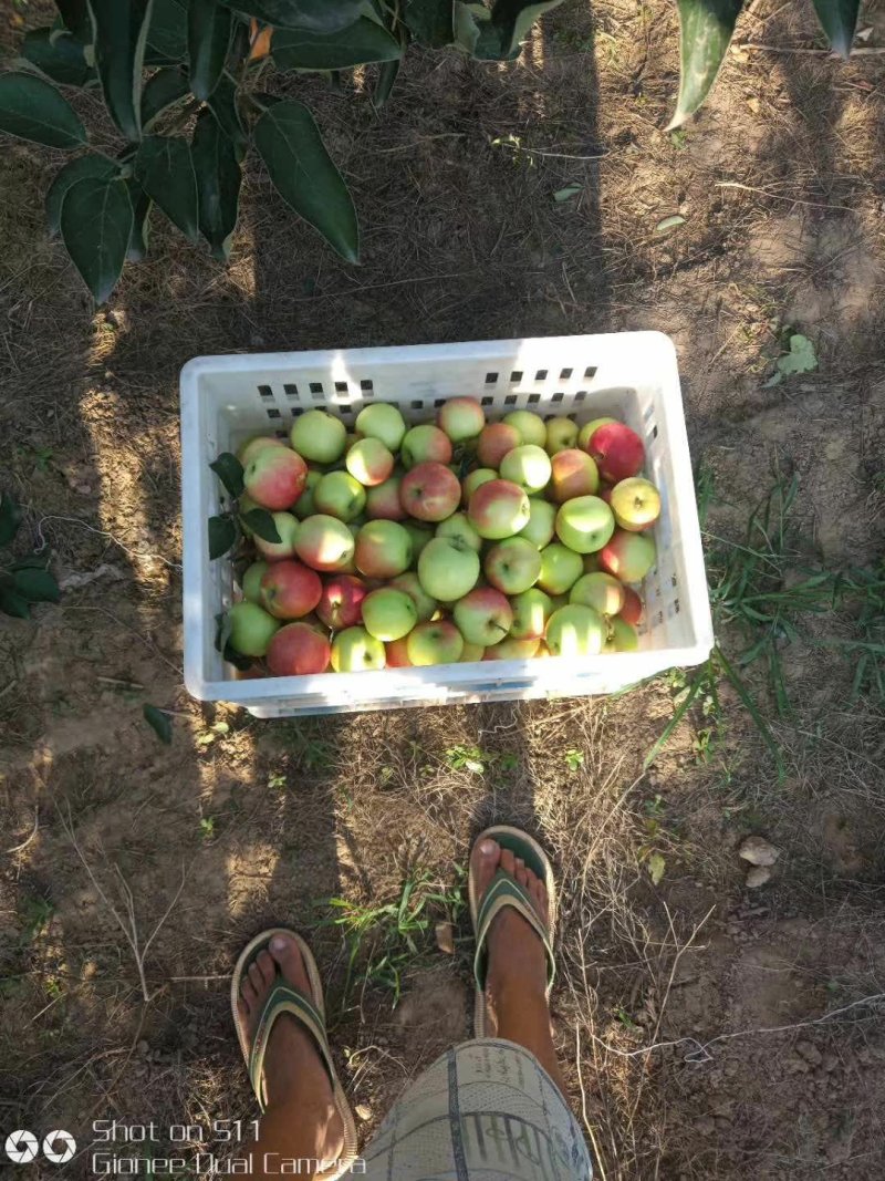 早熟苹果大量上市
