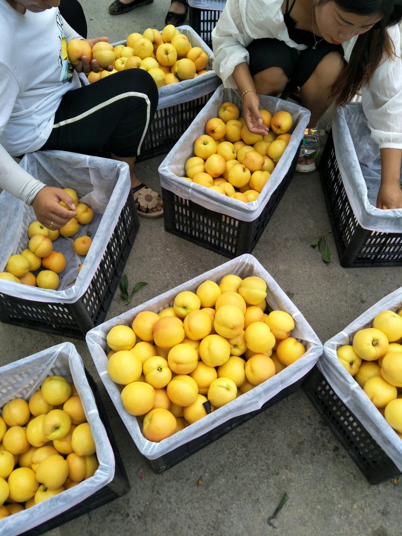 套袋油桃中油16中油4号大棚油桃中油18