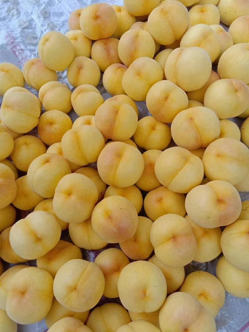 山东沂蒙山黄金绣黄桃大量上市中，色泽亮，口感脆甜。