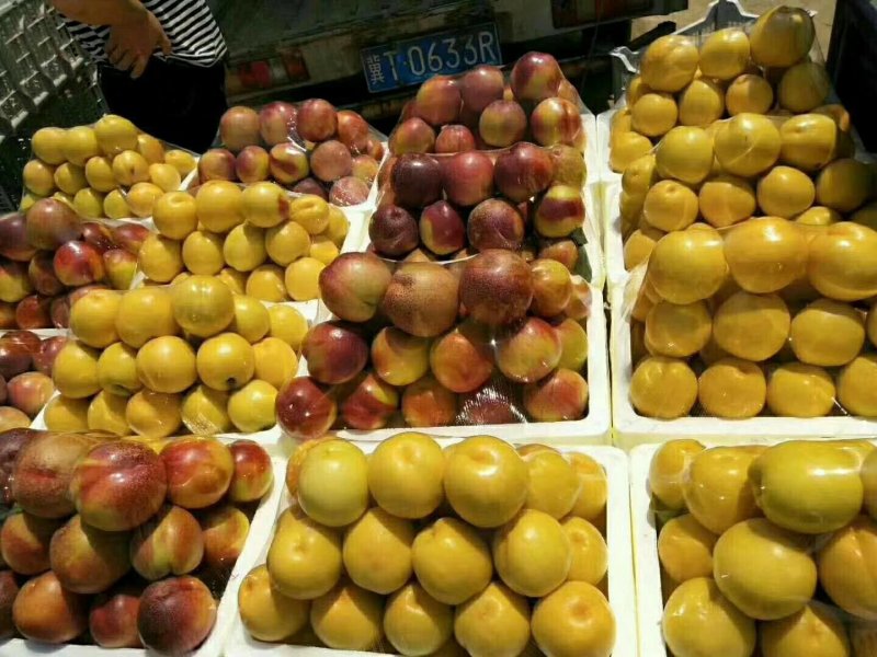 油桃