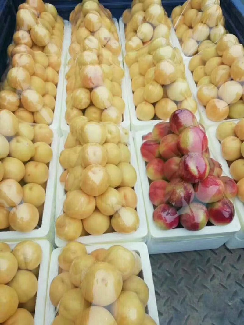 油桃