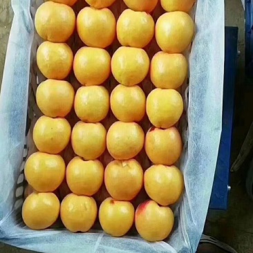 油桃