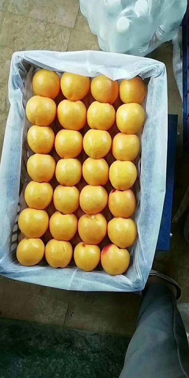 油桃