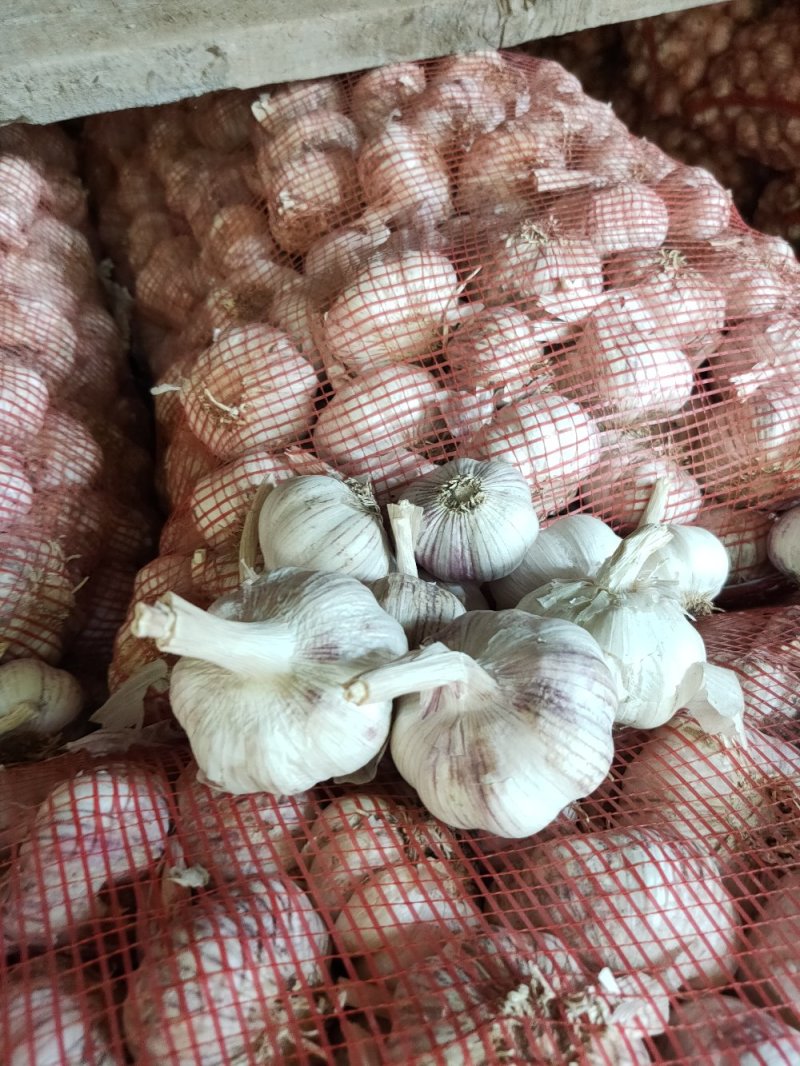精品干大蒜，紫皮大蒜混级蒜，量大价优发货全国