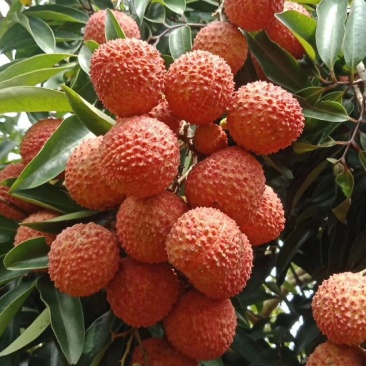 广西灵山桂味荔枝