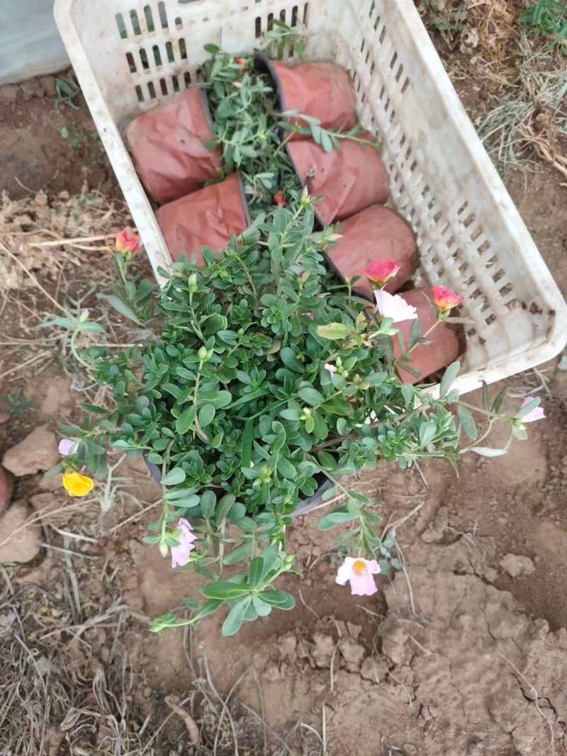 太阳花，马扎菜，基地直销，常年销售各种绿化木