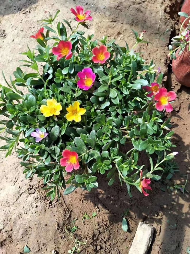 太阳花，马扎菜，基地直销，常年销售各种绿化木