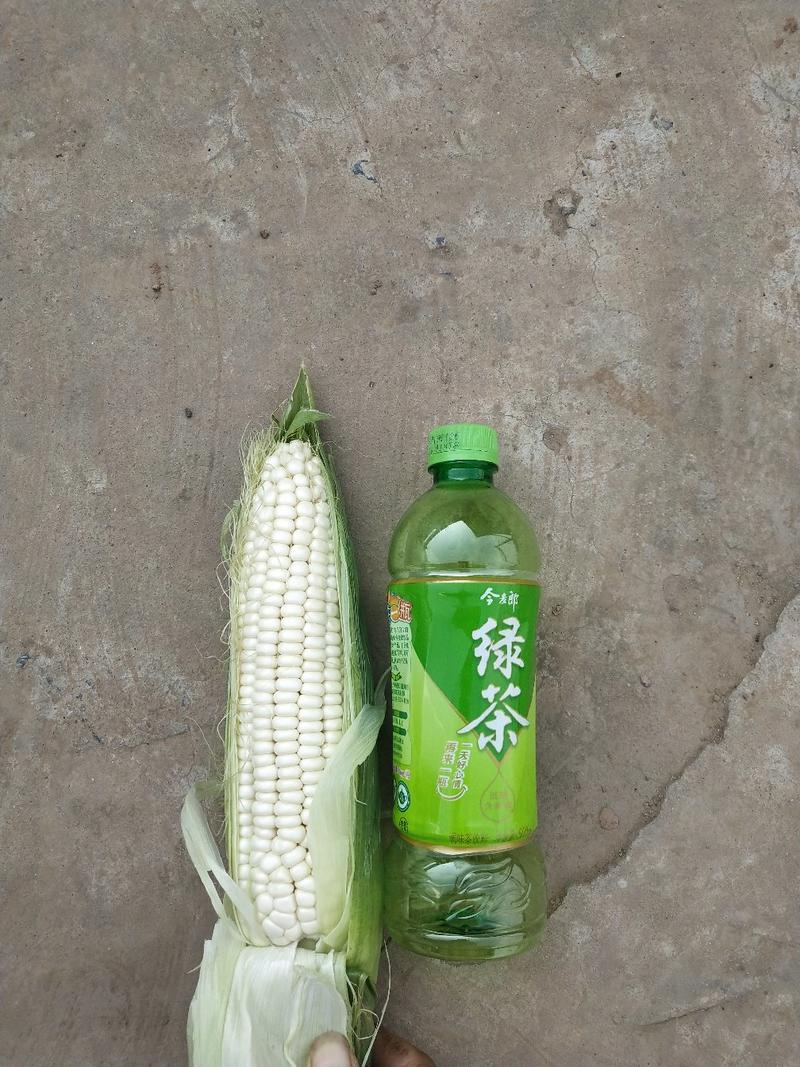河北邯郸基地供应，鲜食玉米，万糯2000，软，糯，香，甜