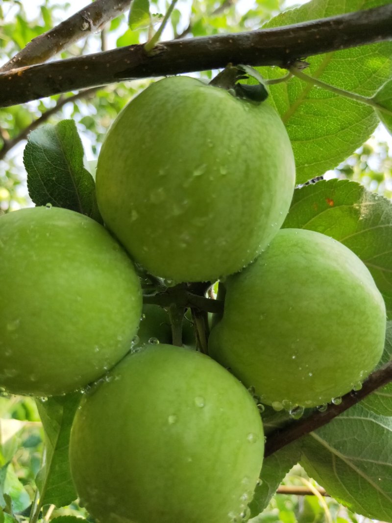 青苹果新鲜上市