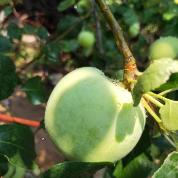 青苹果新鲜上市