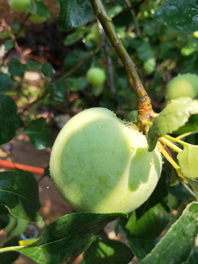 青苹果新鲜上市