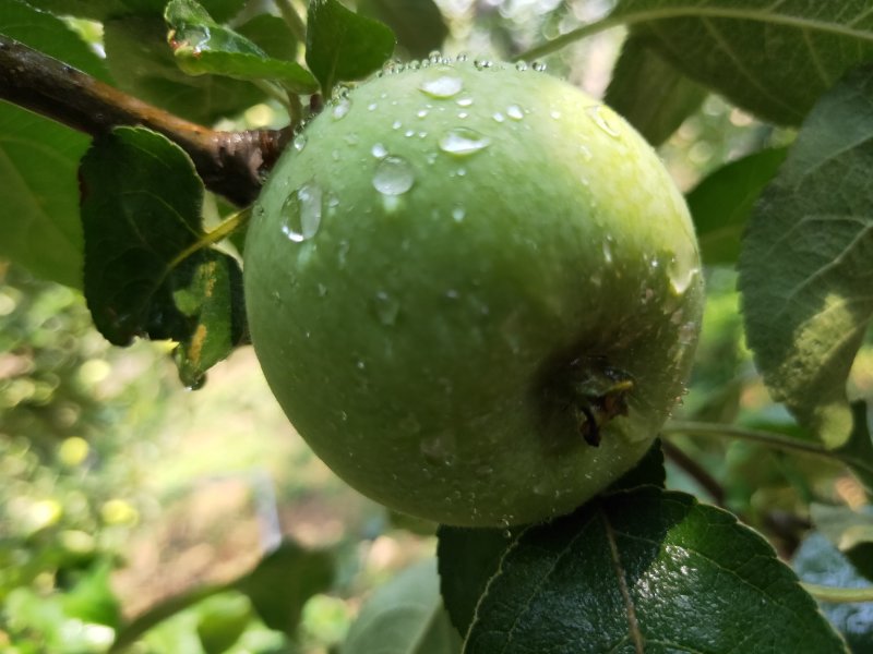 青苹果新鲜上市