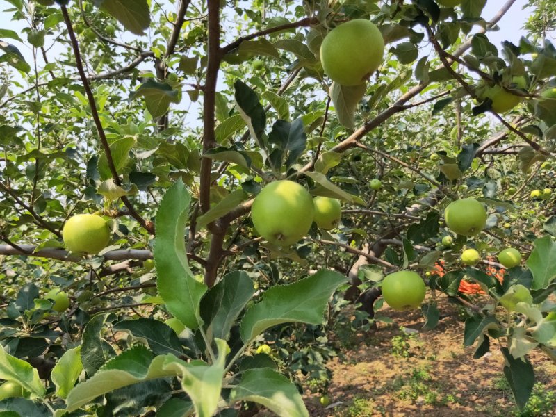青苹果新鲜上市