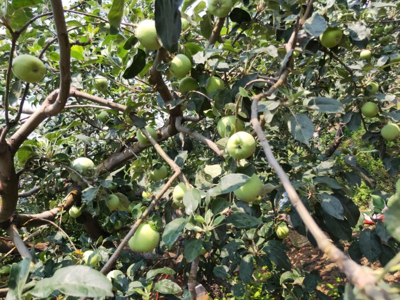 青苹果新鲜上市