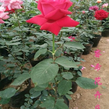 大花月季爬藤月季玫瑰老根自家苗圃欢迎选购