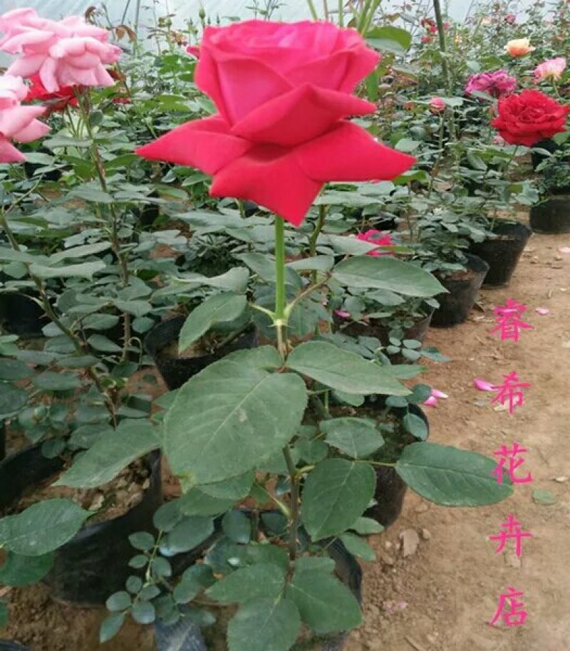 大花月季爬藤月季玫瑰老根自家苗圃欢迎选购