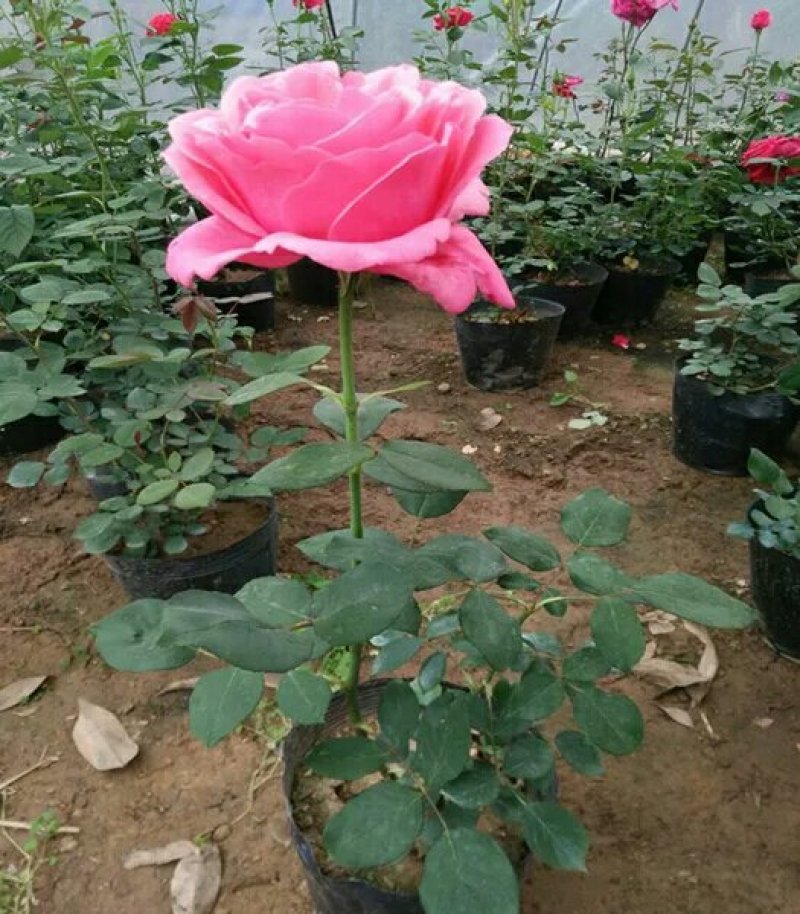 大花月季爬藤月季玫瑰老根自家苗圃欢迎选购