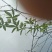 蓝莓百香果苗
